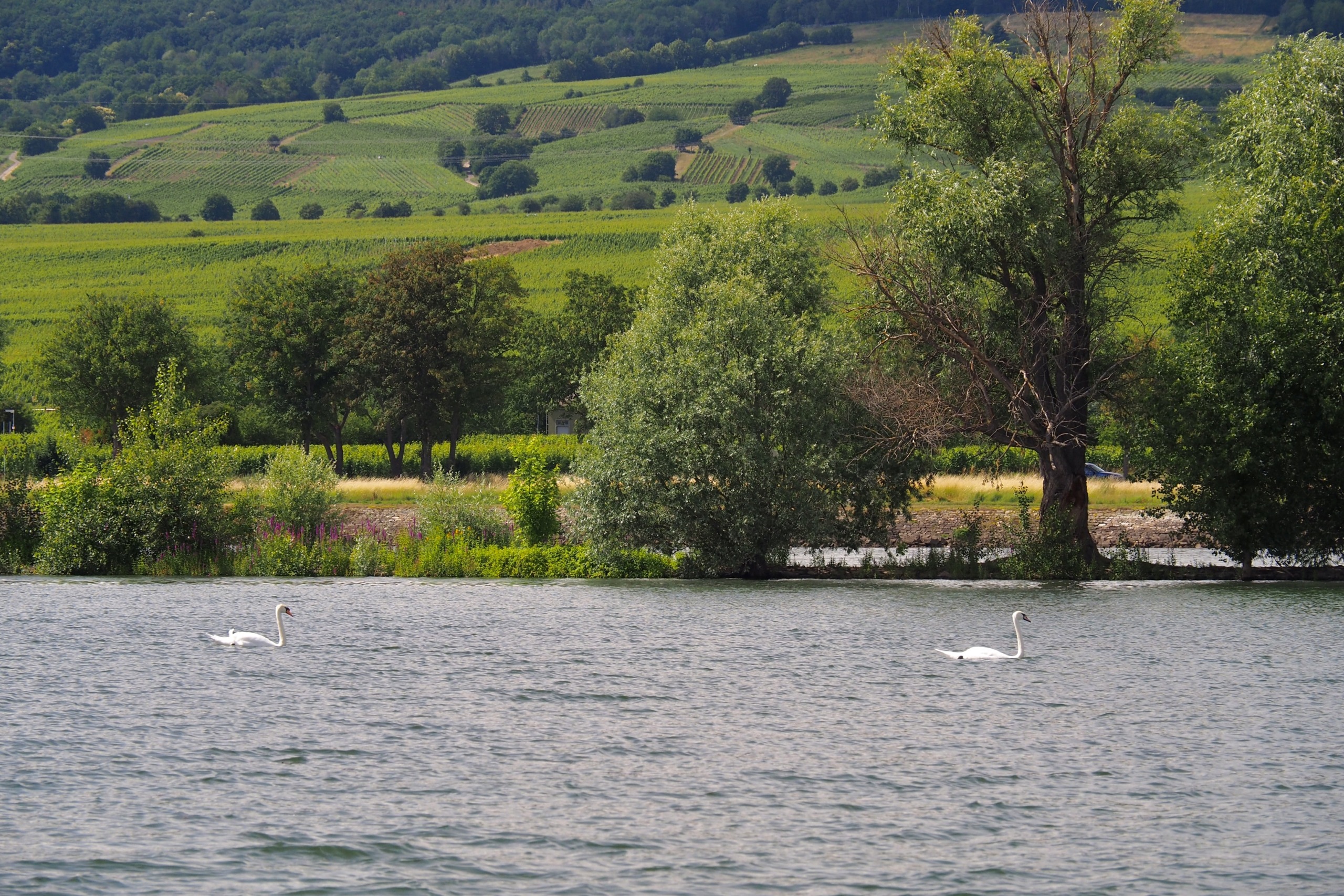 Segelrevier Rheingau: Segeln auf dem Rhein