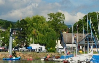 Die Trauerweide im Sommer
