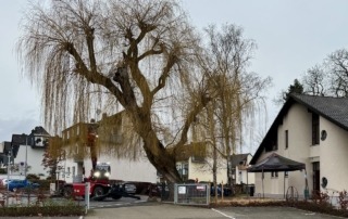 Die Trauerweide kurz vor der Fällung