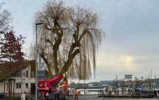 Die Trauerweide wird gefällt
