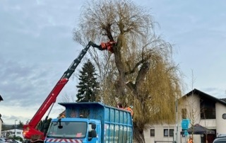 Die Trauerweide wird gefällt