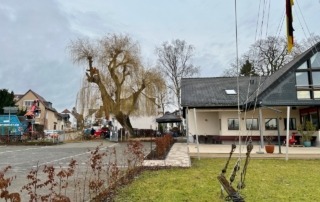 Die Trauerweide wird gefällt