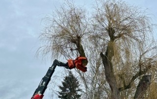 Die Trauerweide wird gefällt