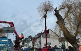 Die Trauerweide wird gefällt