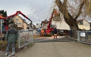 Die Trauerweide wird gefällt
