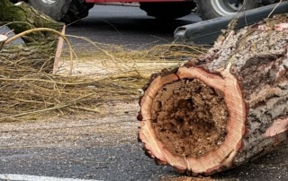 Der morsche Kern der Trauerweide