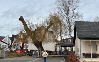 Die Trauerweide wird gefällt