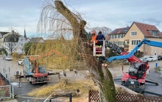 Die Trauerweide wird gefällt