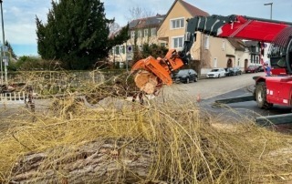 Die Trauerweide wird gefällt
