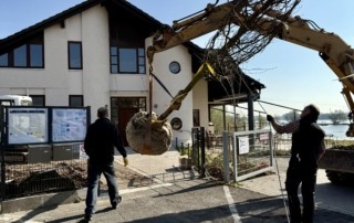 Die Winterlinde wird gepflanzt