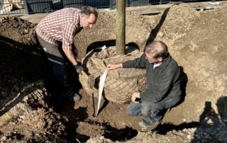 Die Winterlinde wird gepflanzt