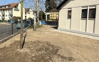 Die Winterlinde ist gepflanzt